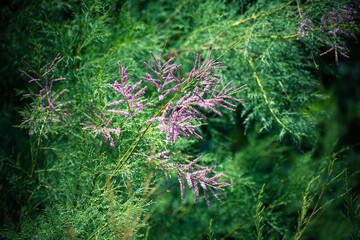 flowers on the tree. trees bloom in spring. beautiful flowers
