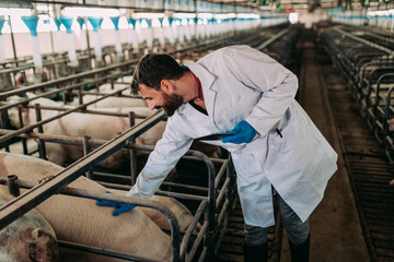 Experienced veterinarian working and checking animals health condition on huge pig farm.