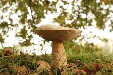a scenic forest landscape with a big porcini mushroom boletus closeup and leaves in the background in autumn