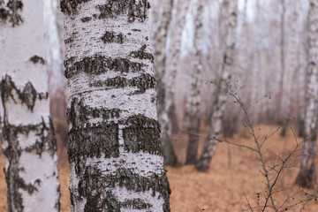 tree trunk in the forest