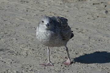 SEAGULL ON SEA BEACH, CLOSE UP