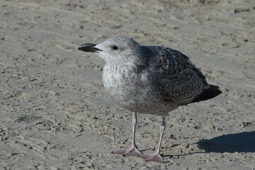 SEAGULL ON SEA BEACH, CLOSE UP