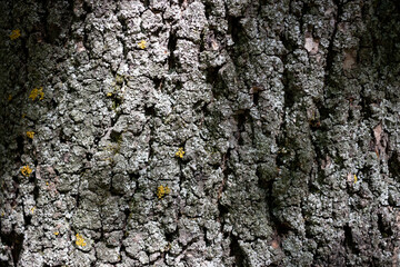 bark of a tree