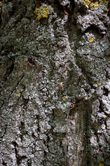 bark of a tree