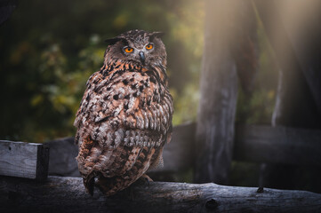 Eurasian eagle-owl (Bubo Bubo) in forest. Eurasian eagle owl sitting on dry wood. Owl portrait.