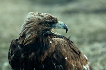Golden eagle, closeup in the steppes of Mongolian Altai.