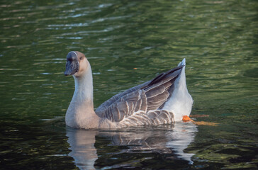 bird on the pond