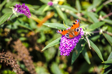 European peacock butterfly