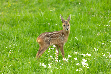 Beautiful Deer Fawn