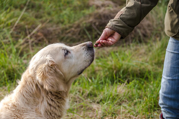 Getting a Dog Treat