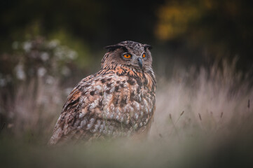 Eurasian eagle-owl (Bubo Bubo) in forest. Eurasian eagle owl sitting on ground. Owl portrait.