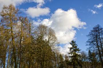sky and trees