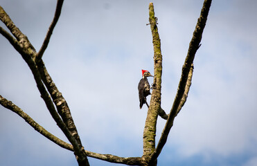 woodpecker on the tree