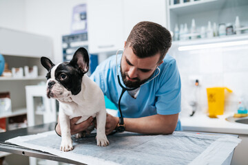 Veterinarian doctor and a French bulldog puppy at vet ambulance. - 466347655