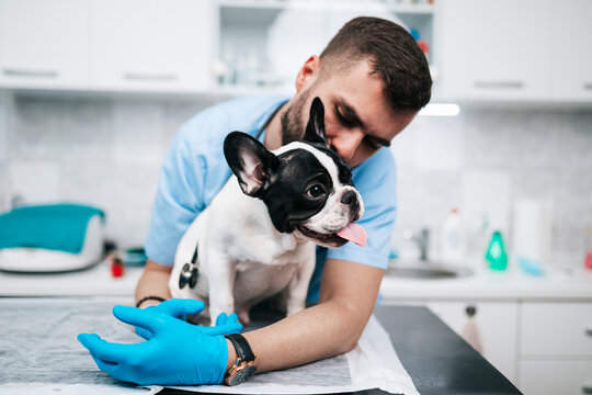 Veterinarian doctor and a French bulldog puppy at vet ambulance.