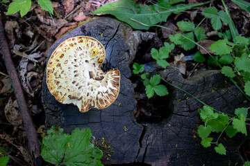 mushrooms in the forest