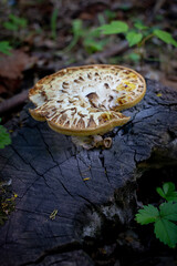 water drops on a leaf