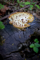 autumn leaves on the ground