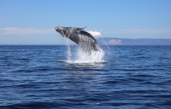 Humpback whale breaching, Catalina Coast, California

