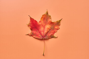 Autumn colors. A withered red maple leaf on an orange background