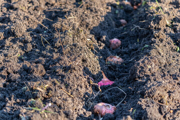 planting gladiolus bulbs in spring
