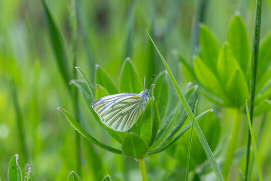 cabbage butterfly on lupine leaves in spring
