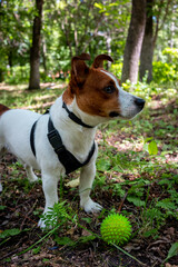 jack russell terrier dog