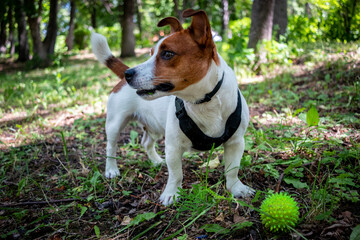 jack russell terrier dog