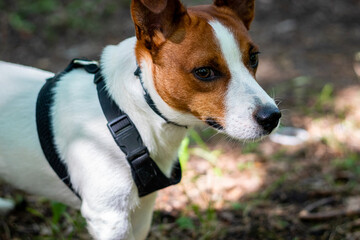 jack russell terrier dog