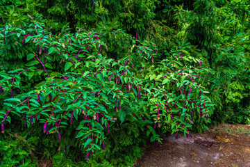 Roma – L’orto botanico, alle pendici del Gianicolo