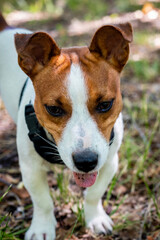 jack russell terrier dog
