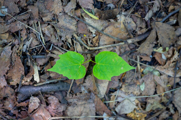 leaf on the ground