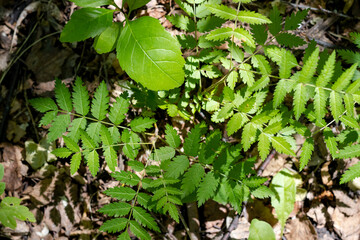 green leaves background