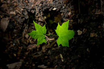 leaf on the ground