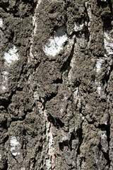 bark of a tree