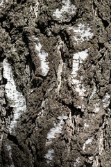 bark of a tree