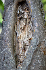 bark of a tree