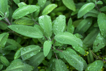 Closeup of rain drops of salvia officinalis in a public garden