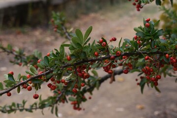 
A branch of a bush with berries called Pyrancantha coccinea