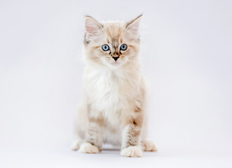 Obraz na płótnie Canvas Ragdoll kitten isolated on white background