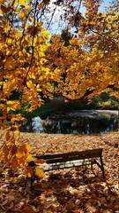 Park bench under yellow autumn falling leaves