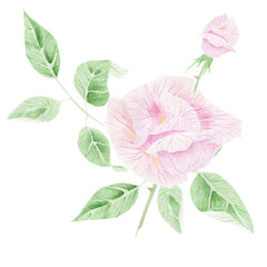 Delicate pink rose. Watercolor illustration for congratulations, invitations.