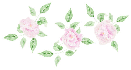 Delicate pink rose. Watercolor illustration for congratulations, invitations.