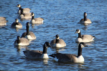 goose on the lake, Pylypow Wetlands, Edmonton, Alberta