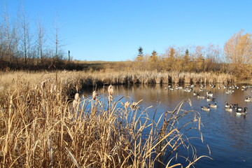 reeds in the lake, Pylypow Wetlands, Edmonton, Alberta