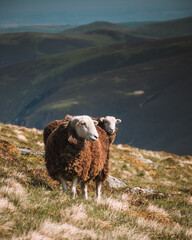 Herdwick Sheep on Skiddaw