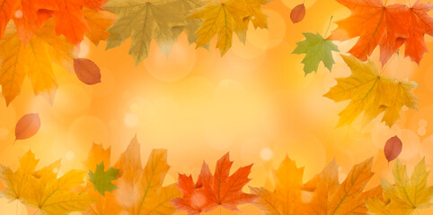 Naklejka na ściany i meble autumn leaf maple background frame 