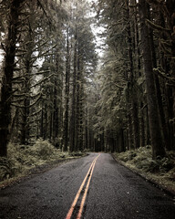 Obraz premium Olympic National Park Washington State Nature USA 