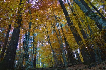 Autumn idyll 