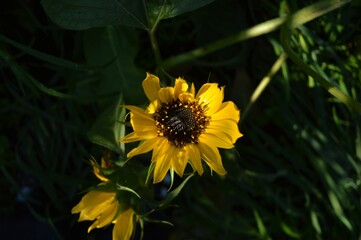 The little sunflower is looking for the sun.